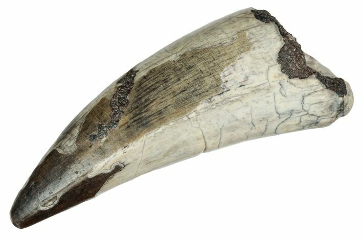 Dinosaur-Eating Crocodile (Sarcosuchus) Tooth - Niger #241071